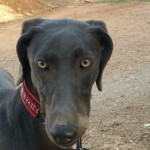 Galgo-Mix-Mäderl